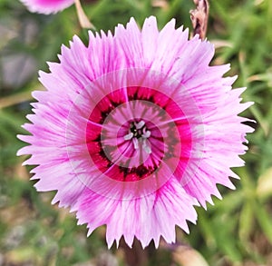 Flowers ofÂ Dianthus seguieri